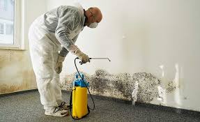 Mold Documentation for Insurance Claims in Plainview, TN